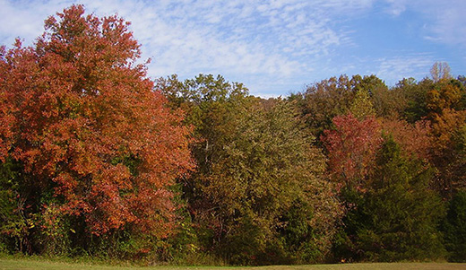 Fall foliage, Rixeyville, Virginia