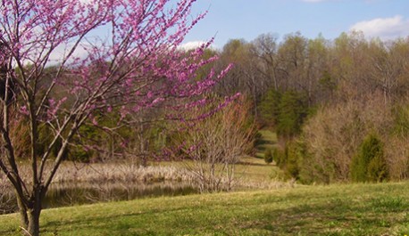 A field near Warrenton, Va in the early spring